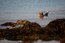 Common / Harbour seal (Phoca vitulina) in the no take zone, Lamlash Bay, South Arran Marine Protected Area, Isle of Arran, Scotland, UK, August.