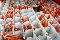 Catch of Norway lobsters (Nephrops norvegicus) separated into tubes, Lamlash Bay, South Arran Marine Protected Area, Isle of Arran, Scotland, UK, August 2016.