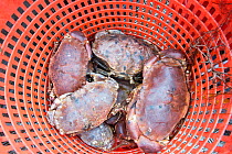 Catch of Edible crabs (Cancer pagurus) in plastic basket, Lamlash Bay, South Arran Marine Protected Area, Isle of Arran, Scotland, UK, August 2016.