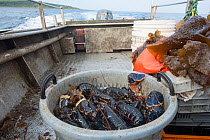 Catch of Common lobster (Homarus gammarus) in plastic basket aboard fishing boat, Lamlash Bay, South Arran Marine Protected Area, Isle of Arran, Scotland, UK, August 2016