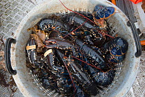 Catch of Common lobster (Homarus gammarus) in plastic basket, Lamlash Bay, South Arran Marine Protected Area, Isle of Arran, Scotland, UK, August 2016