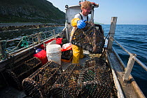 Fisherman stacking lobster pots aboard fishing boat, Lamlash Bay, South Arran Marine Protected Area, Isle of Arran, Scotland, UK, August 2016.