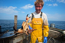 Fisherman aboard boat holding Edible crab (Cancer pagurus) caught in lobster pot / creel, Lamlash Bay, South Arran Marine Protected Area, Isle of Arran, Scotland, UK, August 2016.