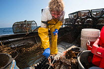 Fisherman putting Norway lobsters (Nephrops norvegicus) into tubes on deck of fishing boat, Lamlash Bay, South Arran Marine Protected Area, Isle of Arran, Scotland, UK, August 2016.