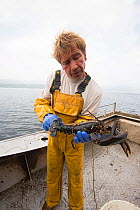 Fisherman measuring a Common lobster (Homarus gammarus) to ensure it is over the minimum landing size, Lamlash Bay, South Arran Marine Protected Area, Isle of Arran, Scotland, UK, August 2016
