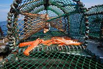 Norway lobsters (Nephrops norvegicus) in a creel / lobster pot, Lamlash Bay, South Arran Marine Protected Area, Isle of Arran, Scotland, UK, August.