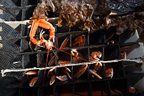 Norway lobster (Nephrops norvegicus) in tubes covered with seaweed to keep them cool. Lobsters were caught in creel / lobster pots in Lamlash Bay, South Arran Marine Protected Area, Isle of Arran, Sco...