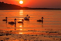 Family of six Mute swans (Cygnus olor) at sunrise, silhouetted in waters of Lamlash Bay, Isle of Arran, South Arran Marine Protected Area, Scotland, UK, August.