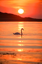 Mute swan (Cygnus olor) at sunrise silhouetted in waters of Lamlash Bay, Isle of Arran, South Arran Marine Protected Area, Scotland, UK, August.