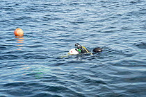 Diver going to shot line that marks the start of the survey point, Lamlash Bay, Isle of Arran, South Arran Marine Protected Area, Scotland, UK, August 2016.