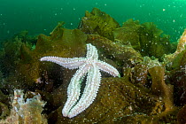 Spiny star fish (Marthasterias glacialis) amongst kelp, South Arran Marine Protected Area, Isle of Arran, Scotland, UK, August.