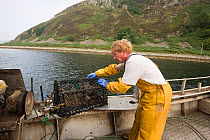 Bringing a lobster pot on board, Lamlash Bay, South Arran Marine Protected Area, Isle of Arran, Scotland, UK, August.