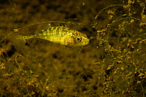 Ten-spined stickleback (Pungitius pungitius) in a ditch, the Netherlands, November.