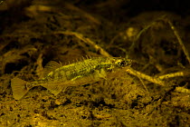 Ten-spined stickleback (Pungitius pungitius) in a ditch, the Netherlands, November.