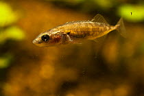 Ten-spined stickleback (Pungitius pungitius) with a cyclops in a aquarium, the Netherlands. February.