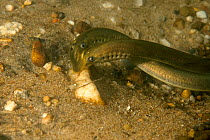 Brook lampreys (Lampetra planeri) mating in a shallow stream, the Netherlands.