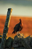 Red grouse (Lagopus lagopus scotica) on stone wall, UK.