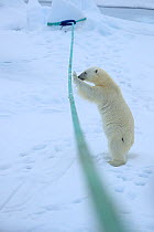 Polar bear (Ursus arctos) playing with ship's mooring rope, Svalbard, Norway. Sequence 1 of 5