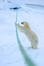 Polar bear (Ursus arctos) playing with ship's mooring rope, Svalbard, Norway. Sequence 2 of 5