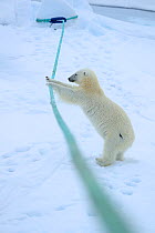 Polar bear (Ursus arctos) playing with ship&#39;s mooring rope, Svalbard, Norway. Sequence 3 of 5
