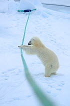 Polar bear (Ursus arctos) playing with ship's mooring rope, Svalbard, Norway. Sequence 4 of 5