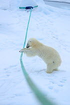 Polar bear (Ursus arctos) playing with ship's mooring rope, Svalbard, Norway. Sequence 5 of 5