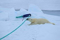 Polar bear (Ursus arctos) playing with ship's mooring rope, Svalbard, Norway.