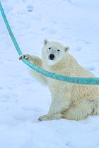 Polar bear (Ursus arctos) playing with ship's mooring rope, Svalbard, Norway.