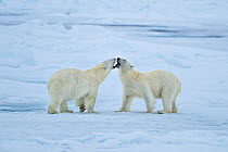 Polar bear (Ursus arctos) greeting behaviour on sea ice, Svalbard, Norway.
