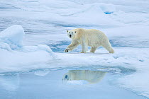 Polar bear (Ursus arctos) on sea ice, Svalbard, Norway.
