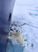 Polar bear (Ursus arctos) standing against tourist ship, Svalbard, Norway.