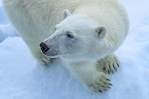 Polar bear (Ursus arctos) walking on sea ice, Svalbard, Norway.