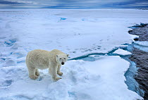 Polar bear (Ursus arctos) walking on sea ice, Svalbard, Norway.