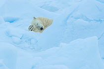 Polar bear (Ursus arctos) sleeping on sea ice, Svalbard, Norway.