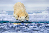 Polar bear (Ursus arctos) getting ready to enter water, Svalbard, Norway.