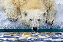 DELETE-BG POOR QUALITY Polar bear (Ursus arctos) getting ready to enter water, Svalbard, Norway.