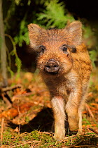 Wild boar (Sus scrofa) piglets in forest, UK.