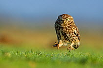 Little owl (Athene noctua) hunting for worms on grassland, UK.