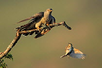 Tree pipit (Anthus trivialis) mobbing Cuckoo (Cuculus canorus), UK. May. Sequence 1 of 3