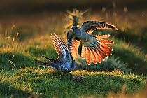 Cuckoo (Cuculus canorus) males fighting, UK.