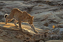African leopard (Panthera pardus) walking across rocks Masai Mara, Kenya.
