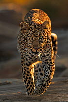 African leopard (Panthera pardus) Walking across rocks Masai Mara, Kenya.