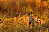 African leopard (Panthera pardus) in grassland Masai Mara, Kenya.