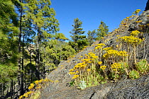 Endemic Aeonium / Tree houseleek (Aeonium simsii) flowering on volcanic mountain slope near a stand of Canary Island Pines (Pinus canariensis), Gran Canaria UNESCO Biosphere Reserve, Gran Canaria, Can...