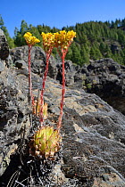 Aeonium / Tree houseleek (Aeonium simsii) a small species endemic to Gran Canaria growing among volcanic rocks within a UNESCO Biosphere Reserve, near Tejeda, Gran Canaria, May.