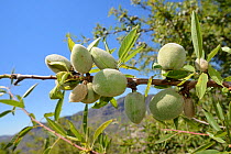 Almond (Prunus dulcis  amygdalus / Amygdalus communis) fruits on a tree on montane hillside, near Tejeda, Gran Canaria, May.