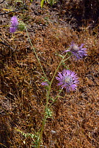 Boar thistle / Purple milk thistle (Galactites tomentosa) flowering, near Tejeda, Gran Canaria, May.