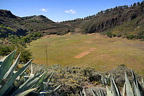 Caldera de los Marteles, a large volcanic crater with Canary island sage (Salvia canariensis) and Gran Canaria broom (Teline microphylla) bushes, near Rincon. Gran Canaria UNESCO Biosphere Reserve, Gr...