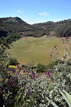 Caldera de los Marteles, a large volcanic crater with Canary island sage (Salvia canariensis) and Gran Canaria broom (Teline microphylla) bushes, near Rincon. Gran Canaria UNESCO Biosphere Reserve, Gr...