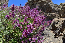 Canary island sage (Salvia canariensis) clump flowering among volcanic rocks, Gran Canaria UNESCO Biosphere Reserve, Gran Canaria, Canary Islands. May.